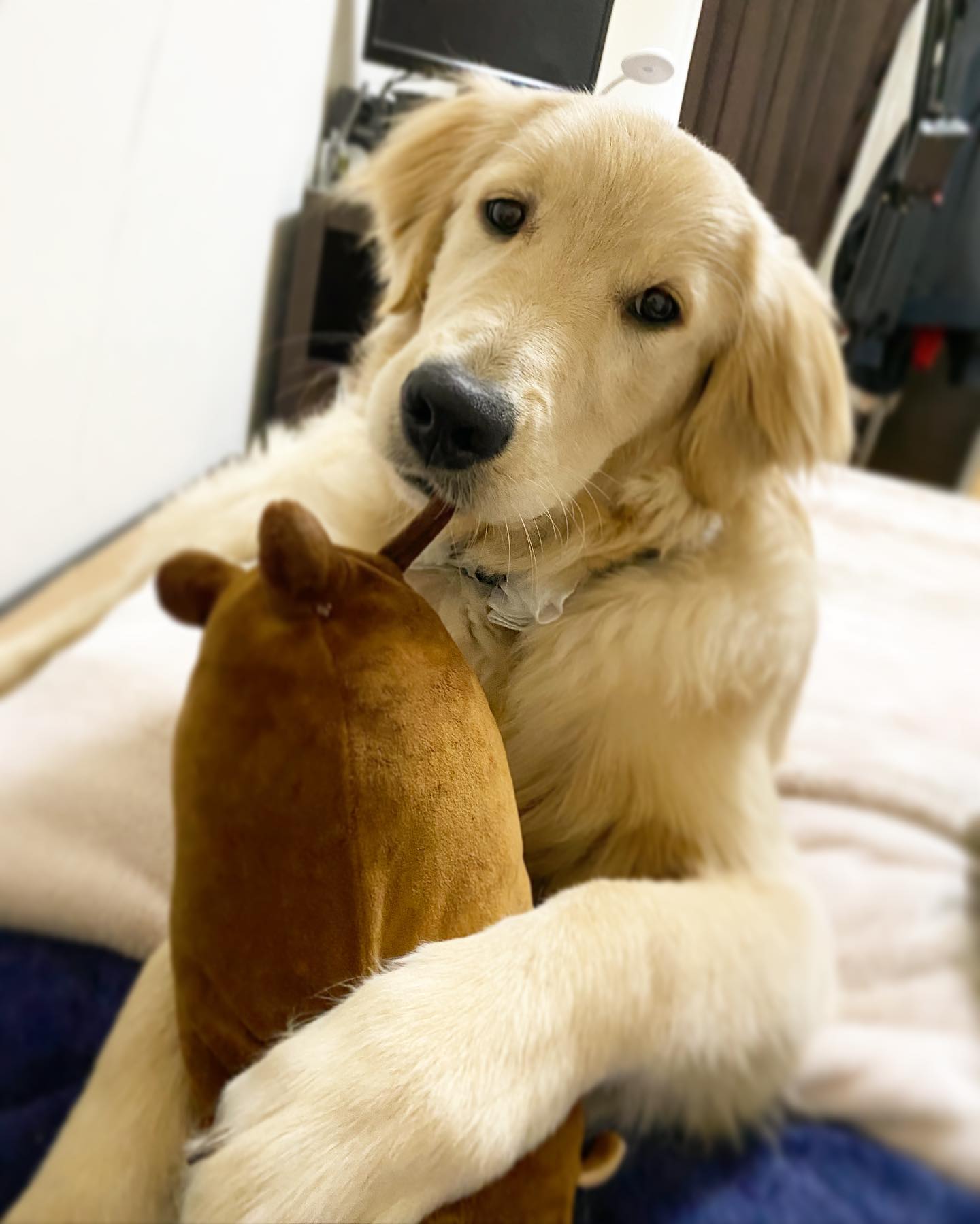Toshi Takahashi 虎太郎くん 愛犬日記 今日のわんこ 最近の癒し 毎日の癒し これが愛おしすぎる 日々成長 もはや仔犬じゃない モフモフ犬 モフモフ 仔犬