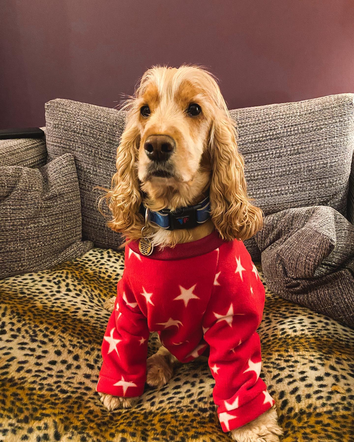 How to Make Clothes for Dogs: A DIY Guide to Pet Fashion