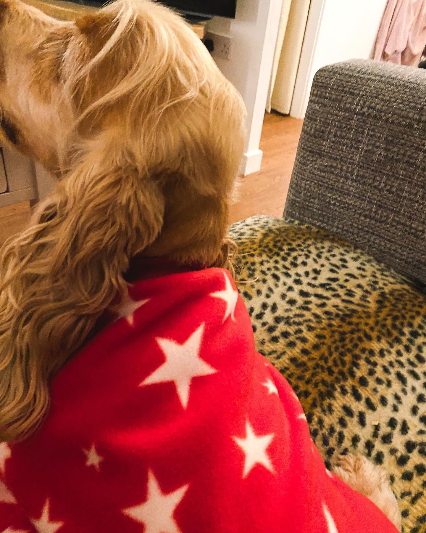 How to Make Clothes for Dogs: A DIY Guide to Pet Fashion