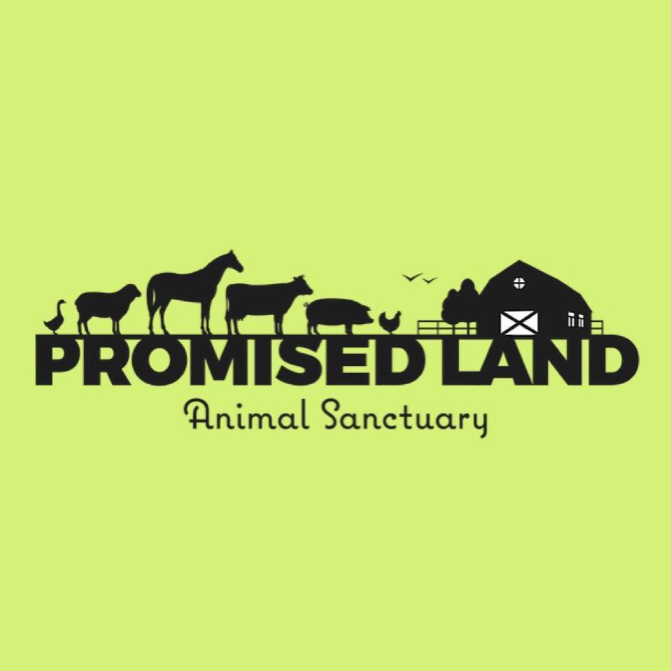 This is Quartz. He is a... - Promised Land Animal Sanctuary | Facebook
