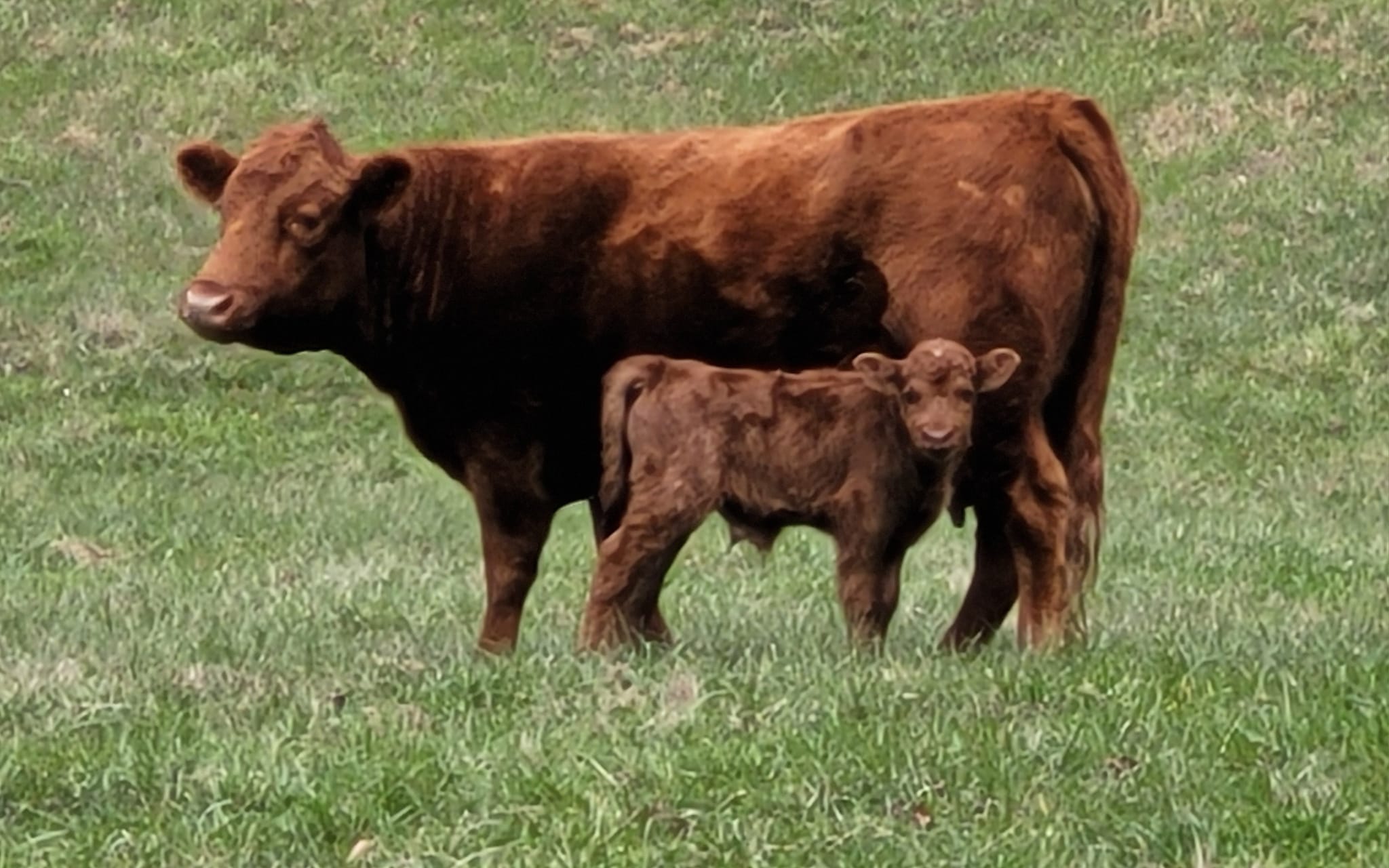Red Ridge Farm