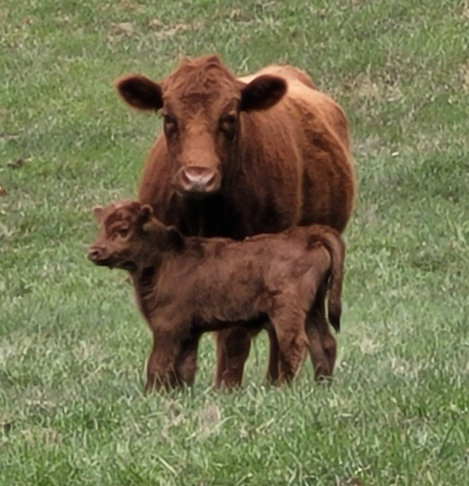 Red Ridge Farm