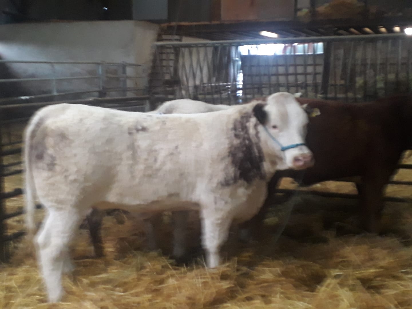 Daily routine in the cubicle shed. Kapil on the @Bobman for the daily ...