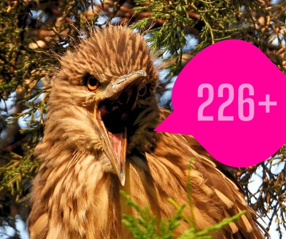 How many... - Chicago Black-crowned Night Heron Project | Facebook