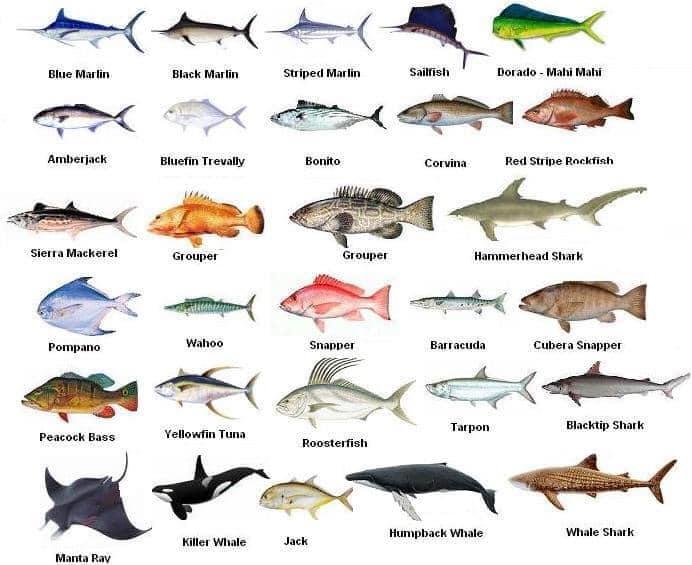 ZIA Fresh Fish Colombo | Wattala