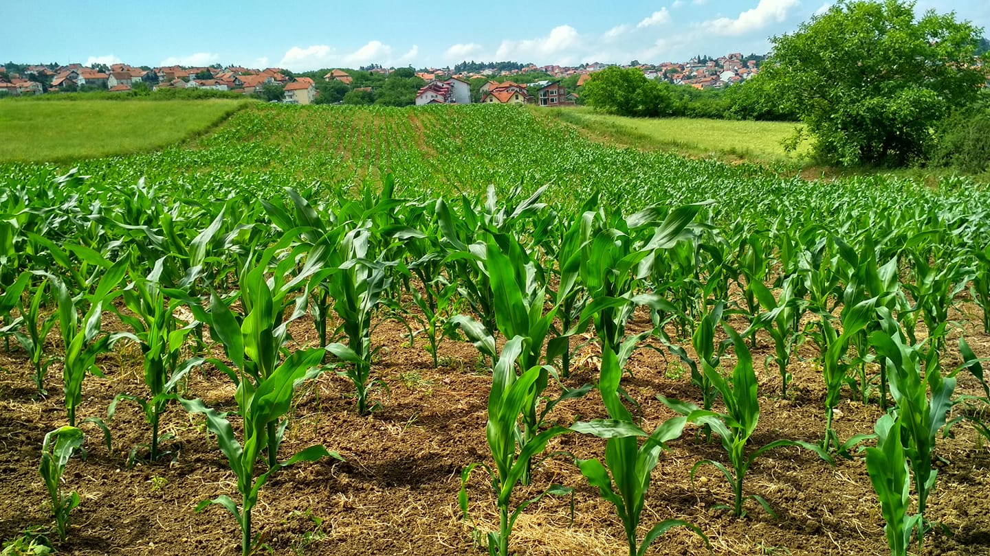 Krushik Live Demo & Agri... - Krushik Live Demo & Agri Expo