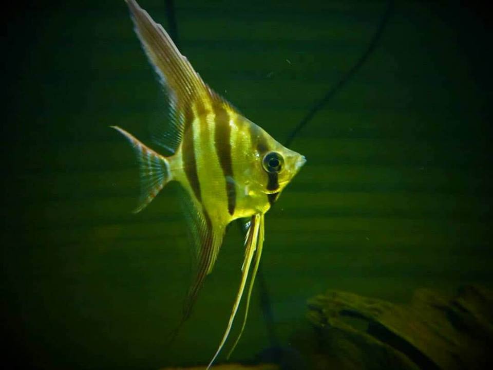 Alibaba Fish Farm - Wholesale