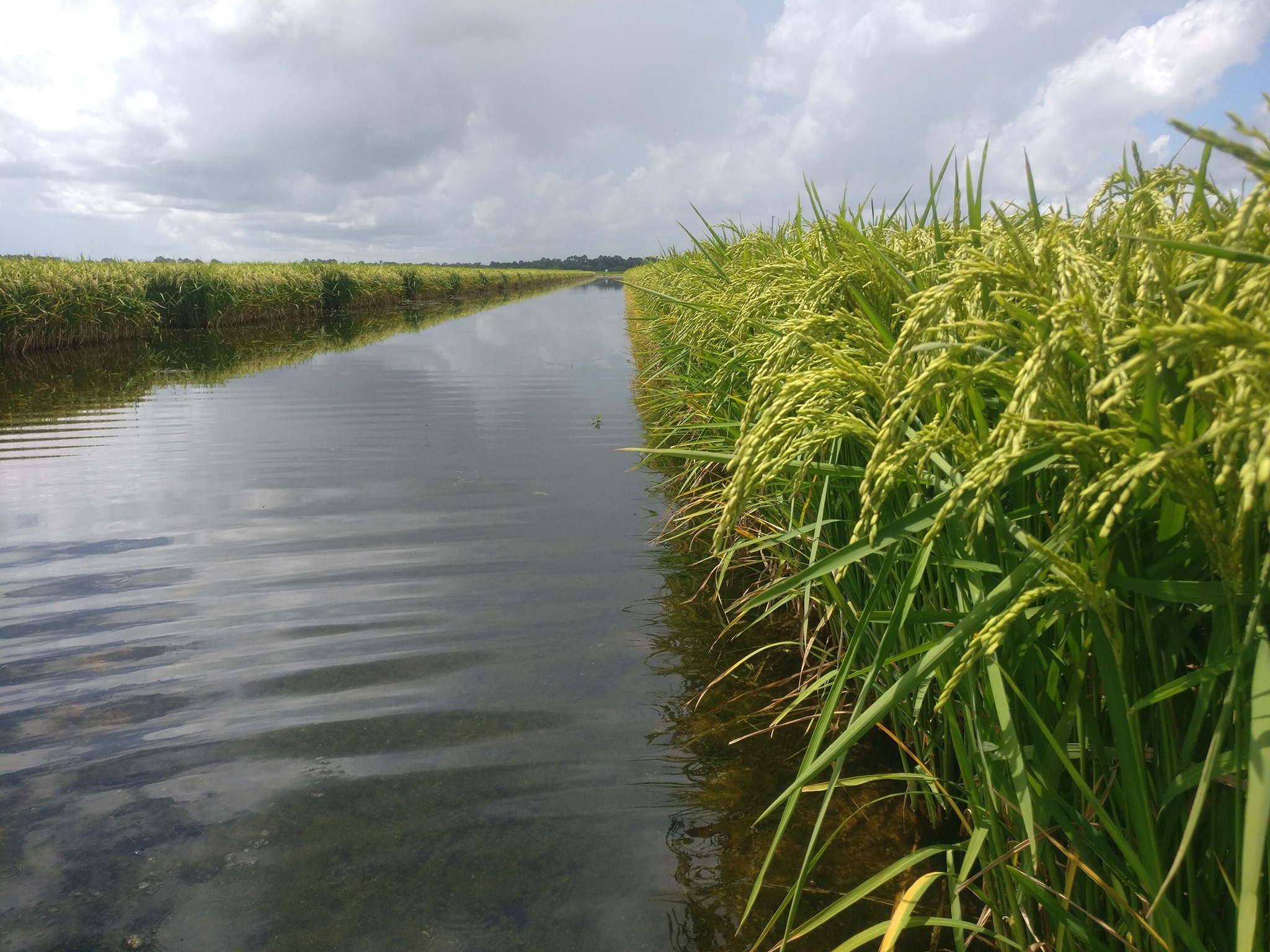 LSU... - LSU AgCenter H. Rouse Caffey Rice Research Station