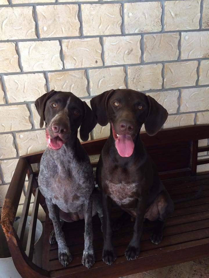 Two Hyper Hounds