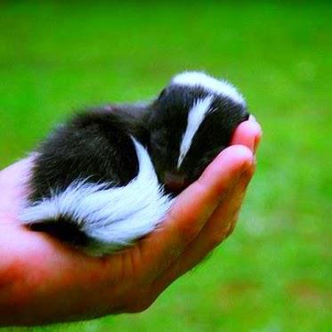 Animals - Please send email (sample letter inside) TY Subject: South ...