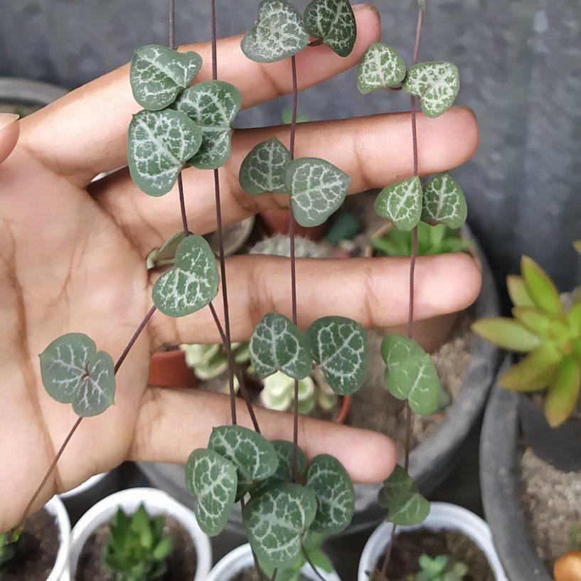 Succulents And Cactus For Beginners | which types of cactus need low ...