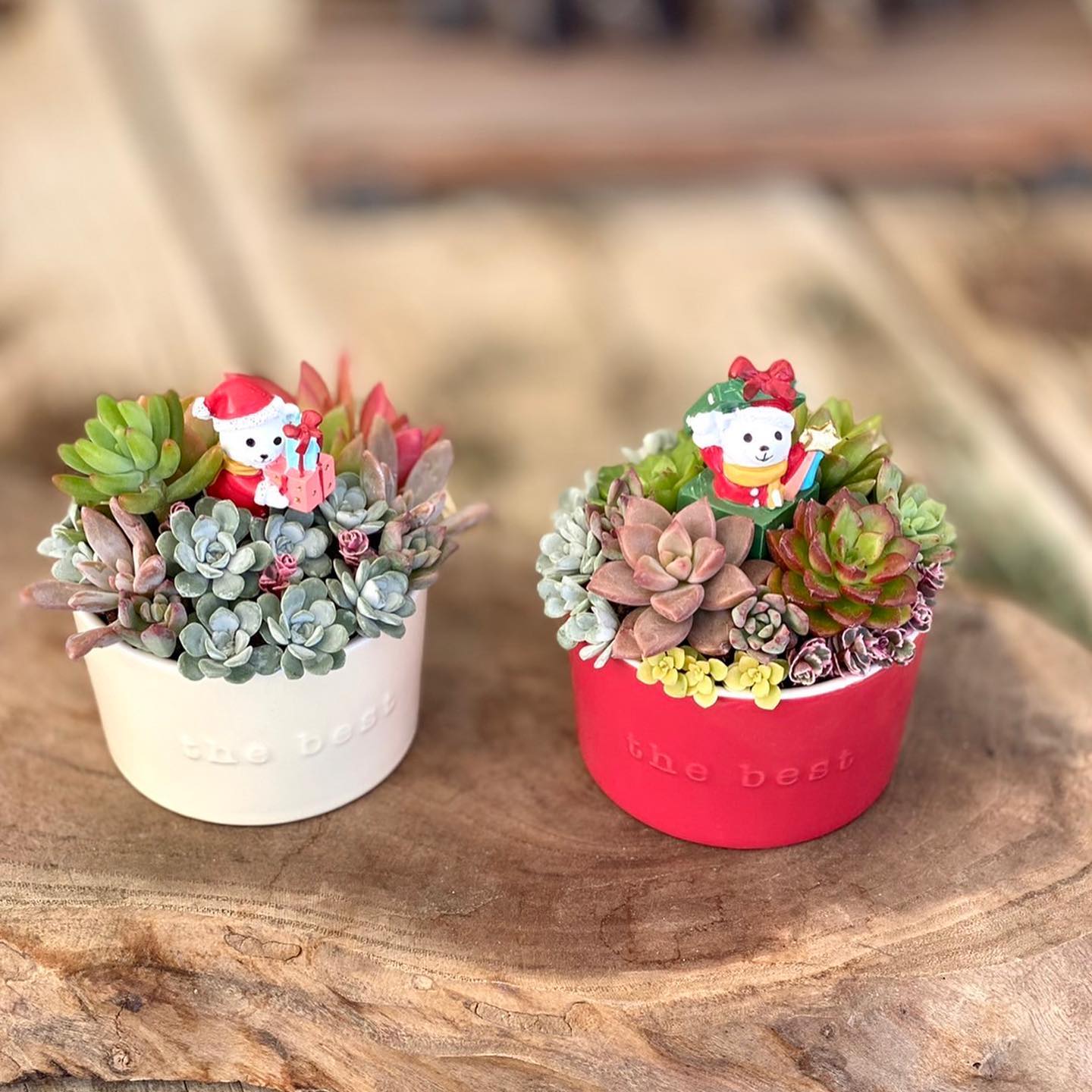 多肉植物の寄せ植え❤️もふもふクリスマスブーツのちまちま寄せ❤️ 入荷情報 ①クリスマス🎅🎄ちまちま寄せ ②③エケベリア各種 税込298円