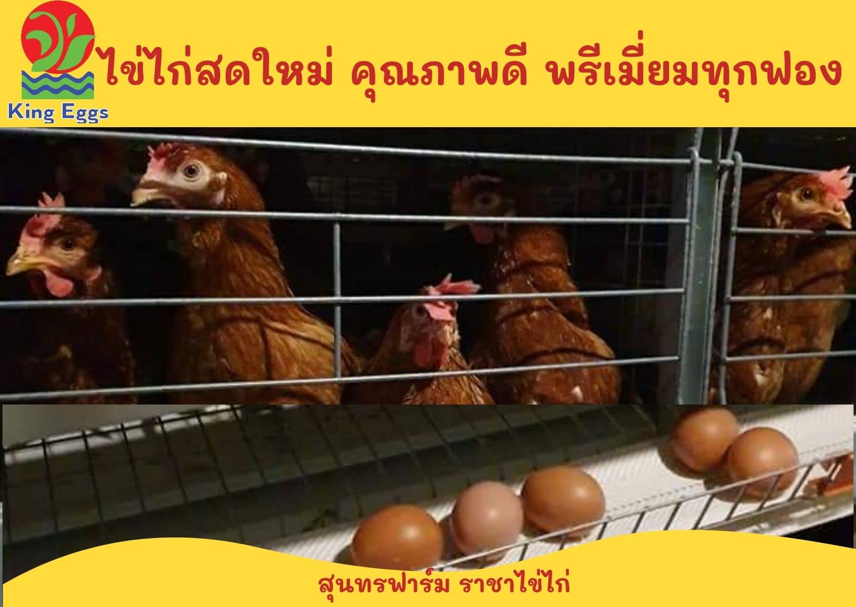 ️สุนทรฟาร์ม... - คิงส์ เอ้กส์ - ราชาไข่ไก่ - King Eggs | Facebook