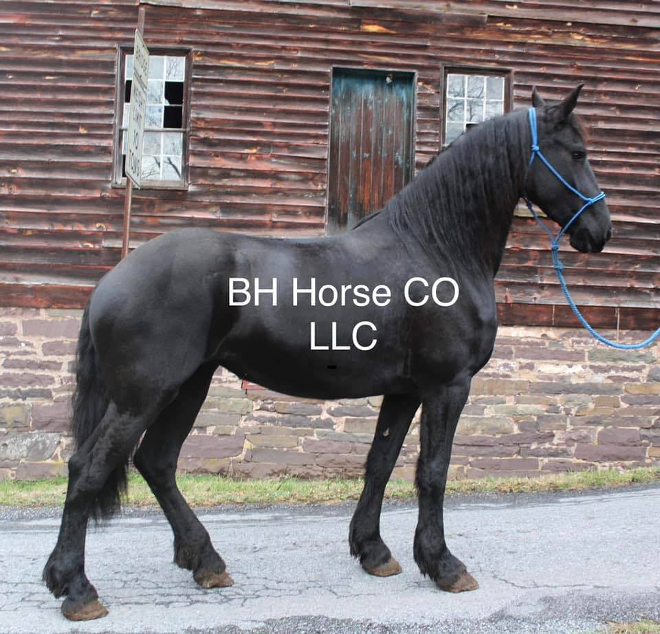 Quiet Trail horses PA | 🐴 MAVERICK — 15yo Rocky Mountain Horse | 15H ...