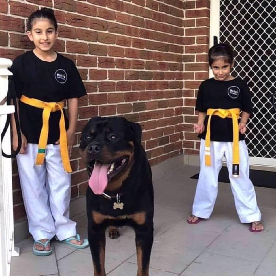 Purebred German Rottweilers Available - AKC,,,Rottweiler Puppies For ...