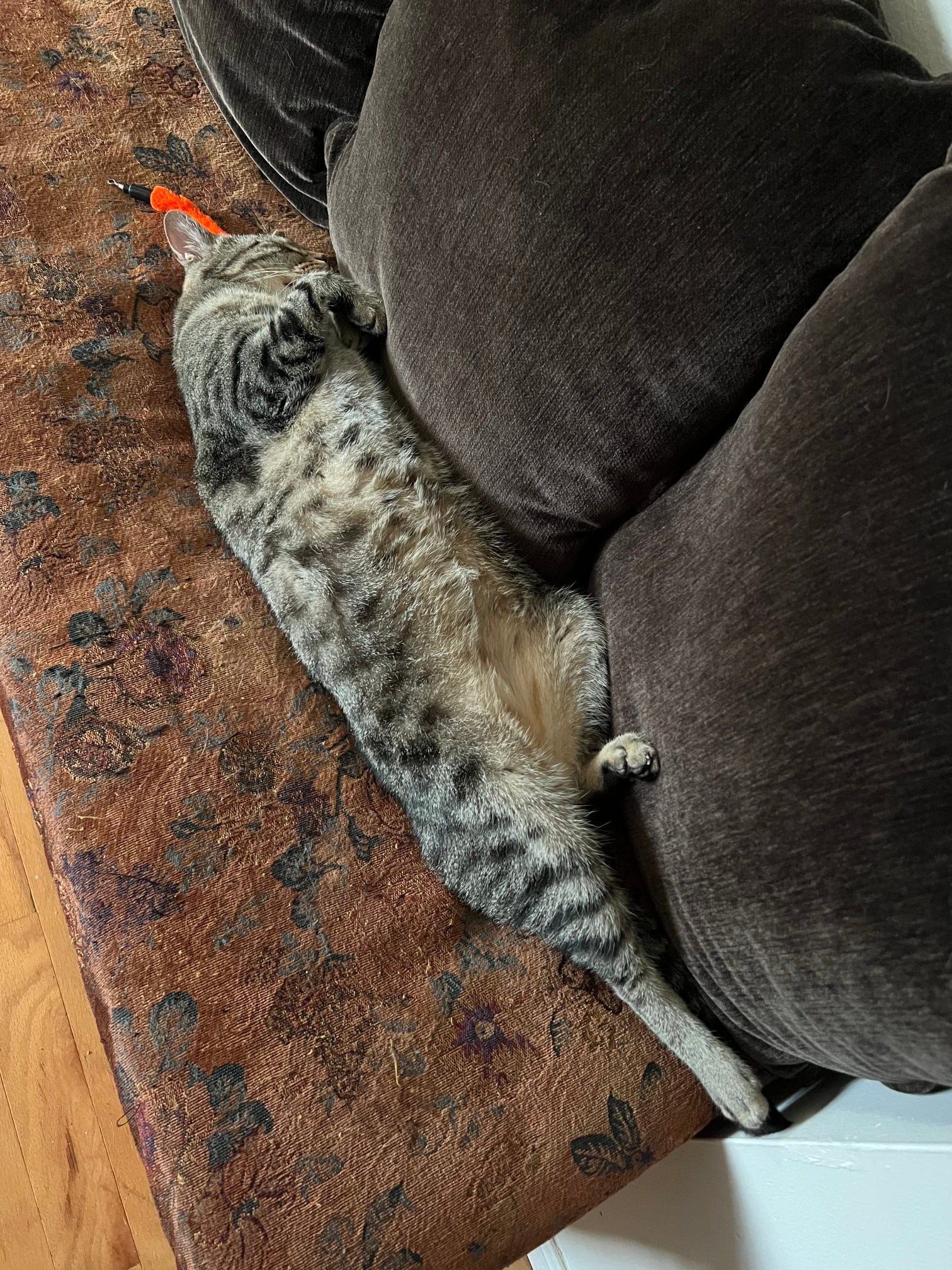 My cat sleeping after a late-night fly-hunting adventure