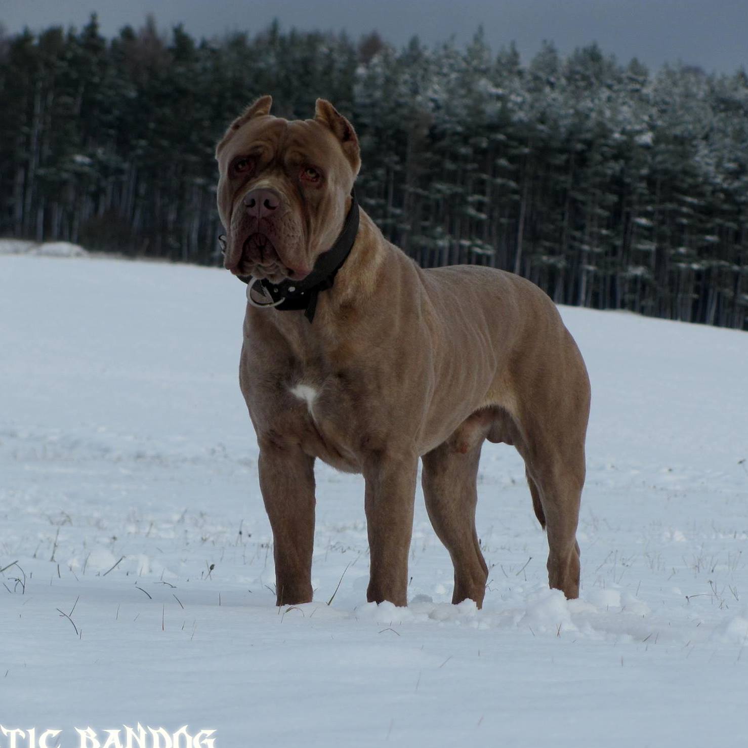Mystic - New 🎁 pups 💤 in MBK 👌 6♀ & 3♂ | Facebook