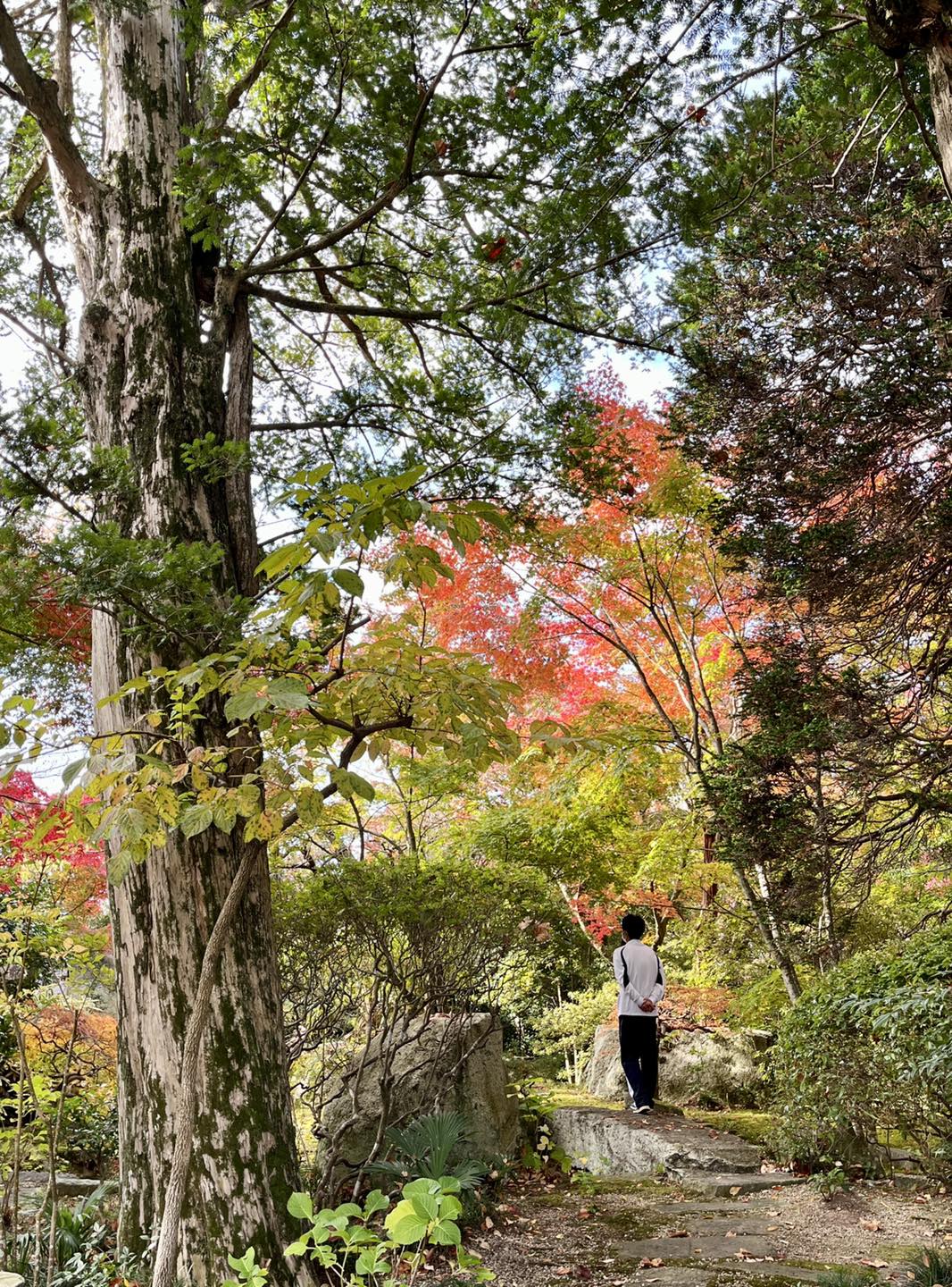 Ah, Autumn Is here 🍁🪷 Autumn Is 🍂 one the most colorful and