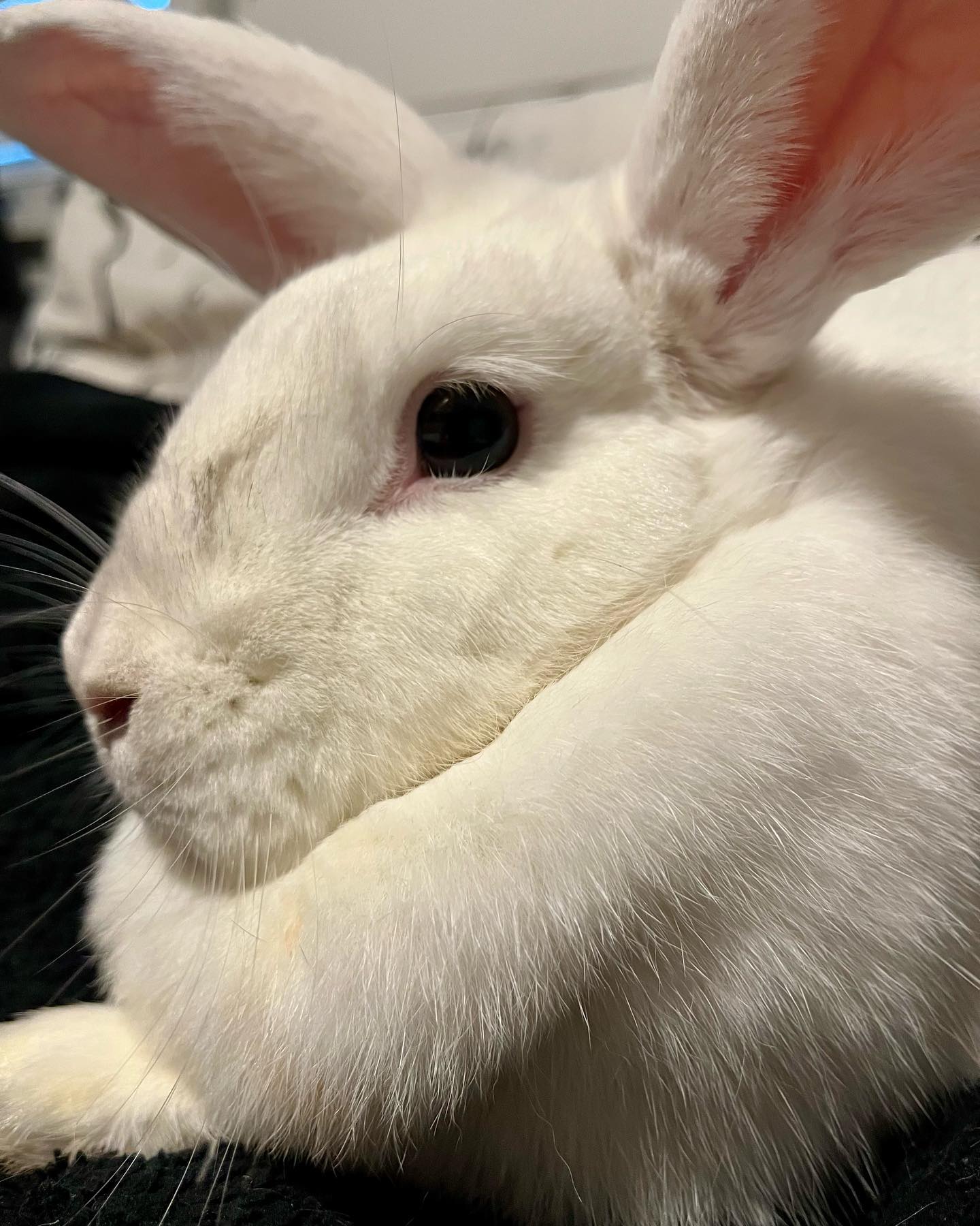 Check out Mandy in foster... - Rabbit Rescue Incorporated | Facebook