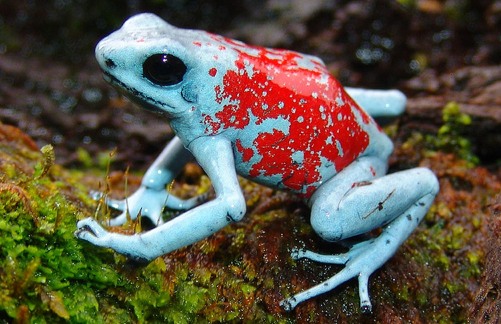 Poison dart frogs are known as the jewels of the rain forest and