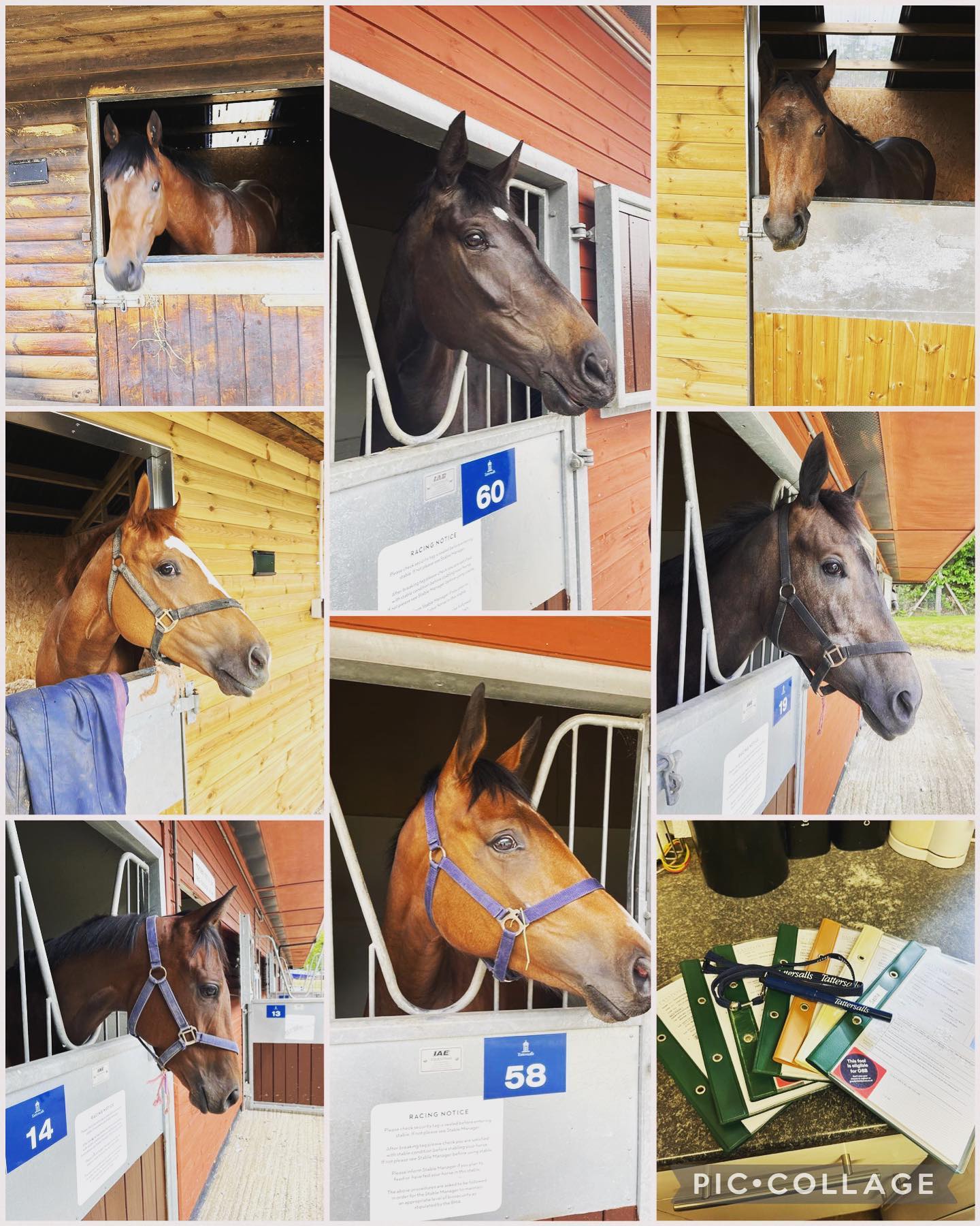 A great day at Ascot sales with 7... - Grace Harris Racing