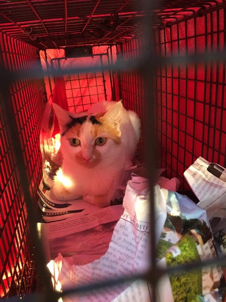 Cedar Park/Leander Community Cats-tnr program