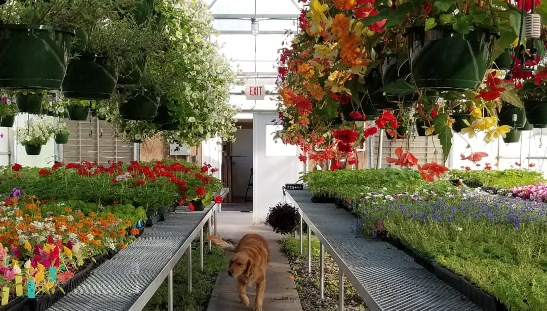 Lebanon FFA Greenhouse | Lebanon TN
