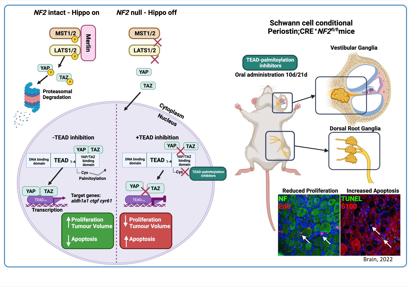 The Hippo pathway in brain... - Science News Highlights