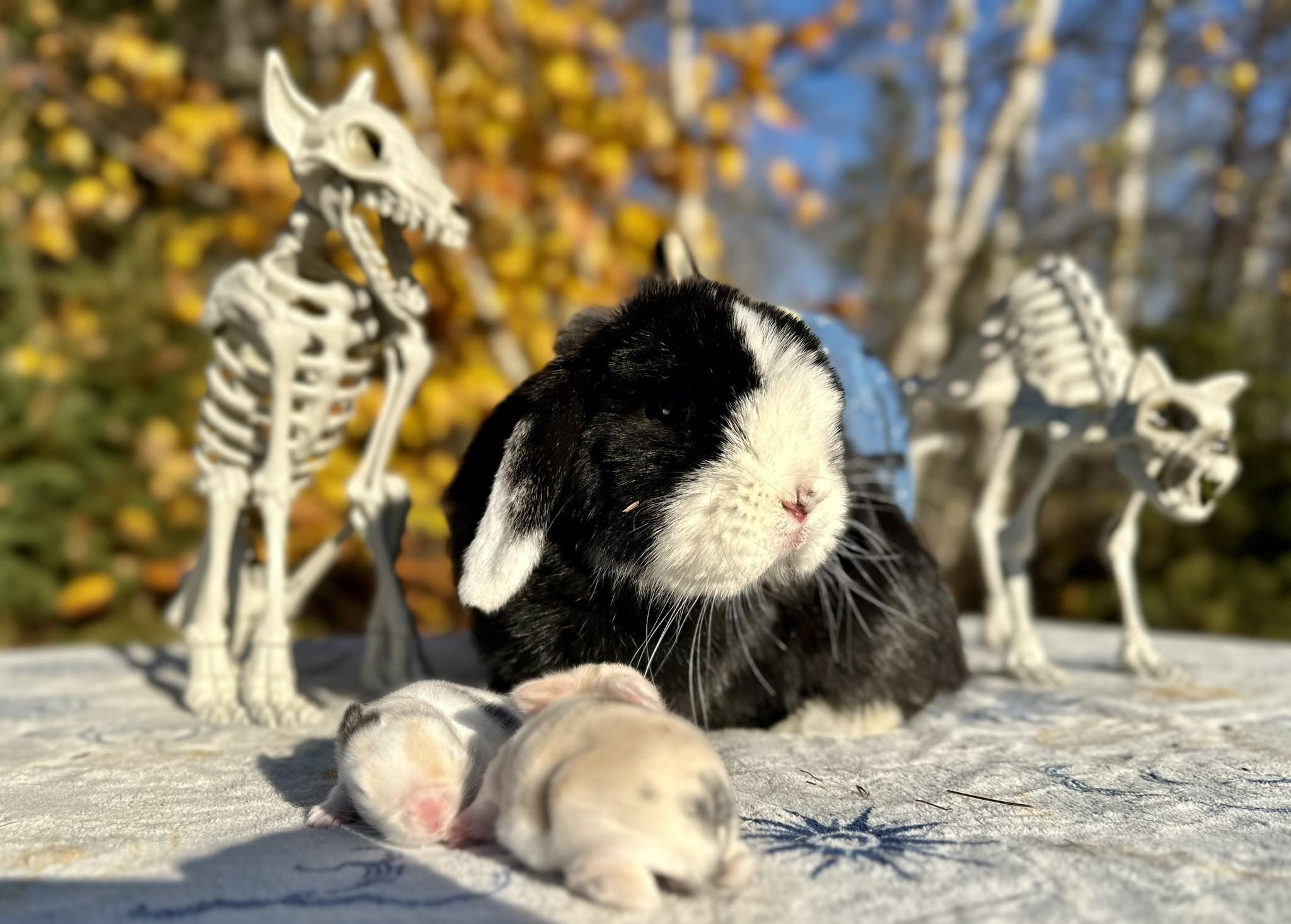 Southern Angora Rabbitry - Check out these chinchilla colored satin ...