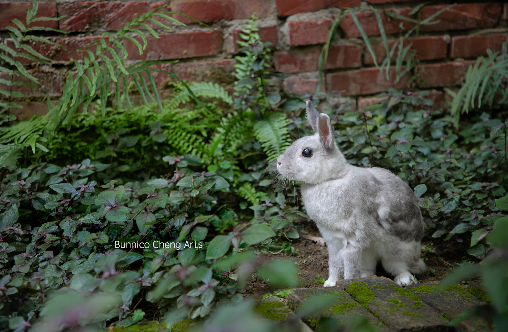 午安！ 看看閃閃發亮的美兔，是不是很療癒呢？ 😊 -... - Friend Rabbit 友愛兔