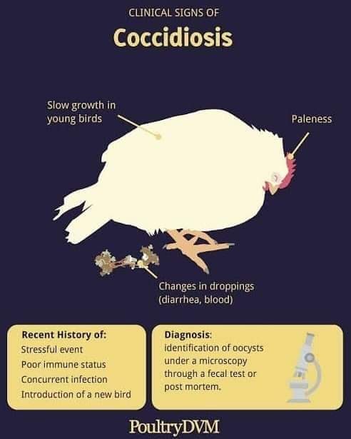 Usman Bello Poultry Farm - DAILY CHECKLIST FOR POULTRY DISEASES Some of ...