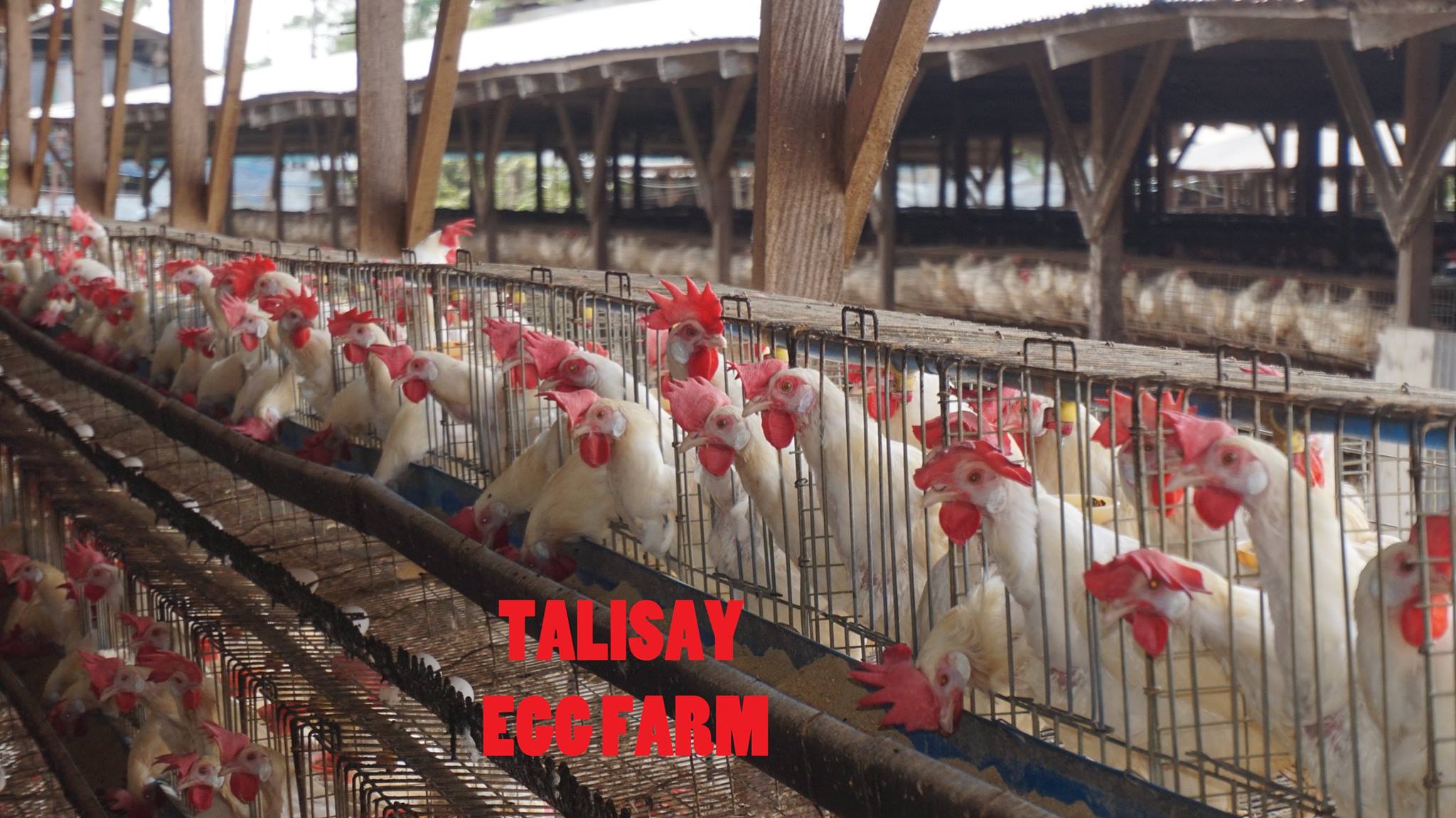 Talisay Egg Farm | Imus