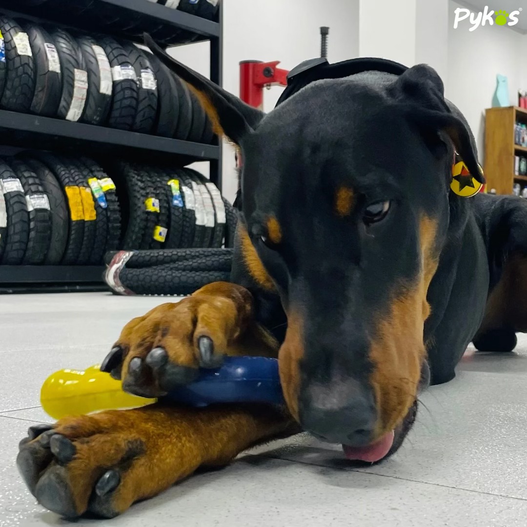 Pykos Mascotas | Manizales