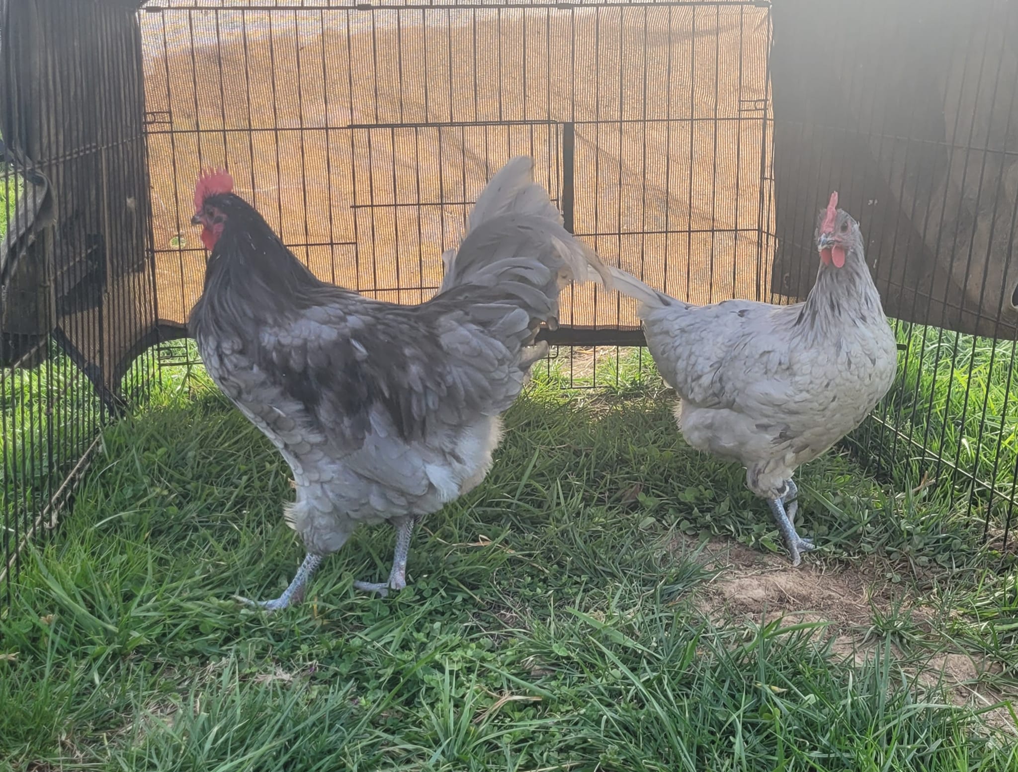 Red Ridge Farm