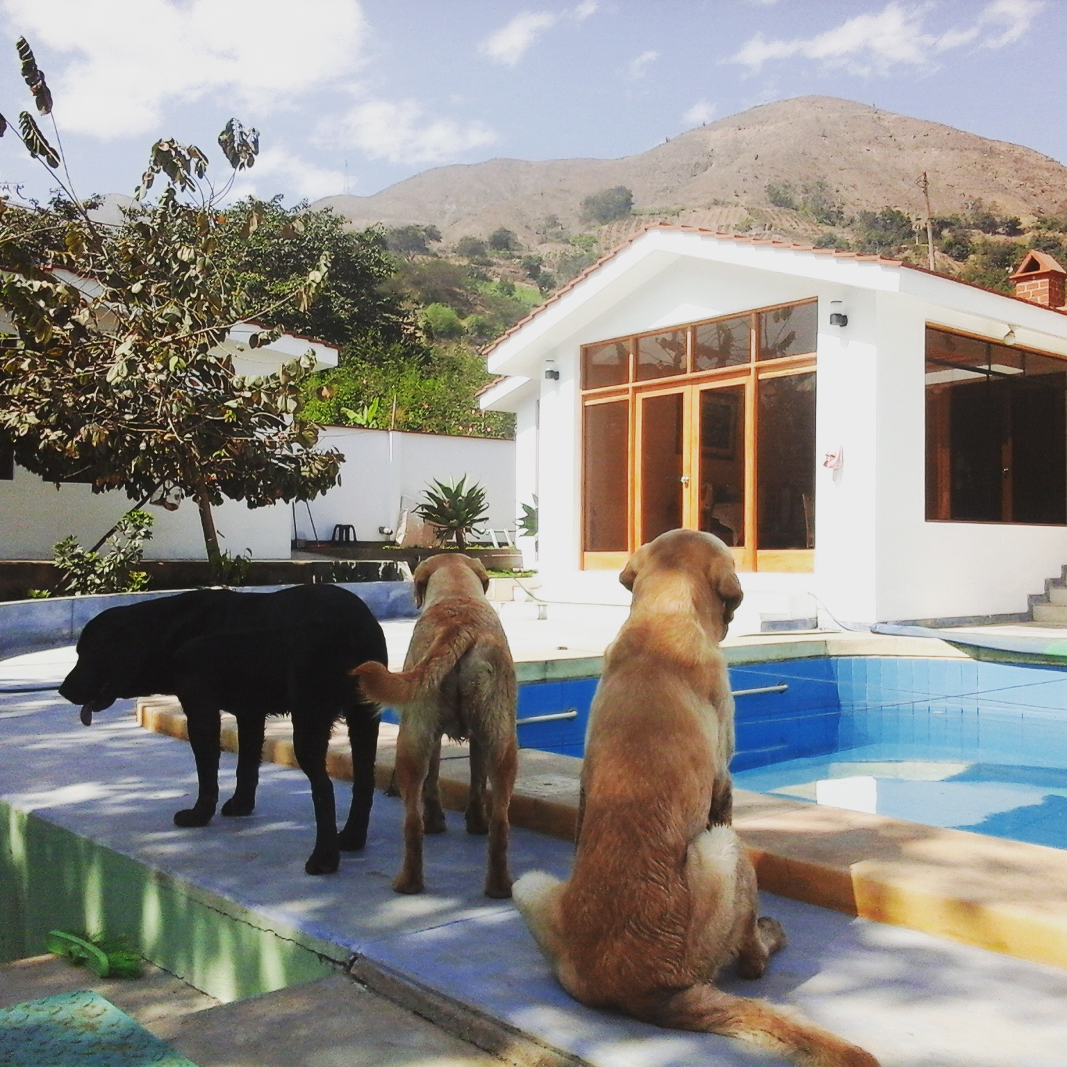 En el mundo de... - Aina Labs - Criadero Labrador Retriever | Facebook