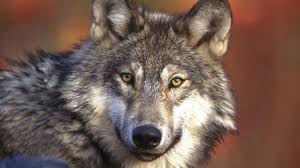 Les Conseils du Loup Solitaire