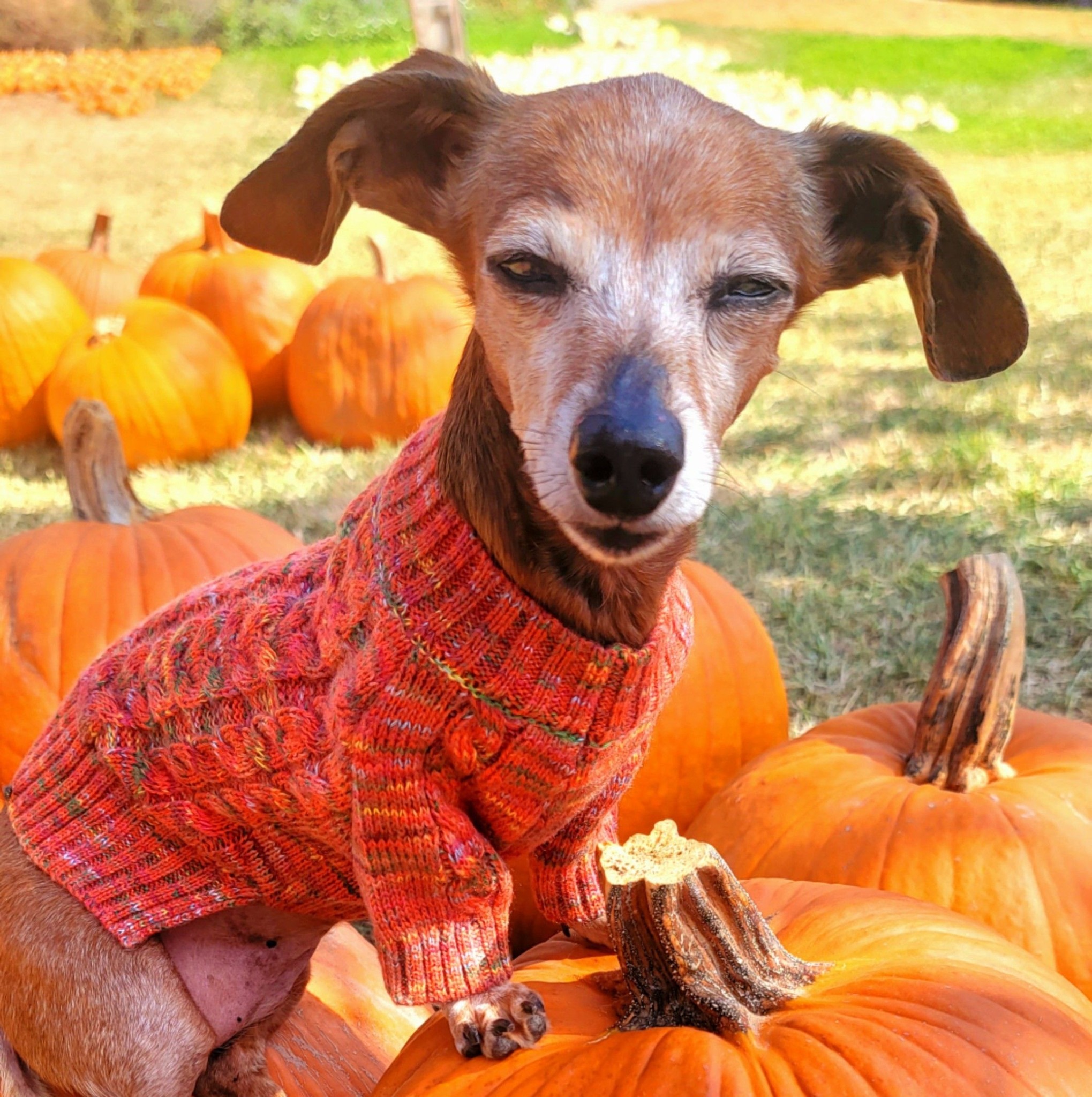 Crusoe the Dachshund Fan Group | This Halloweenie was over 500 pieces ...