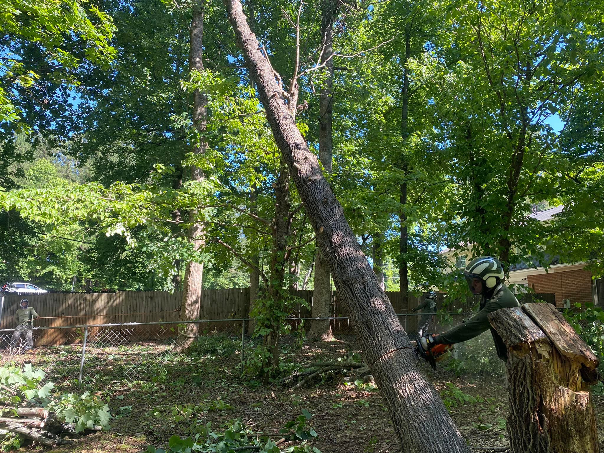 Pine Forest Tree Services
