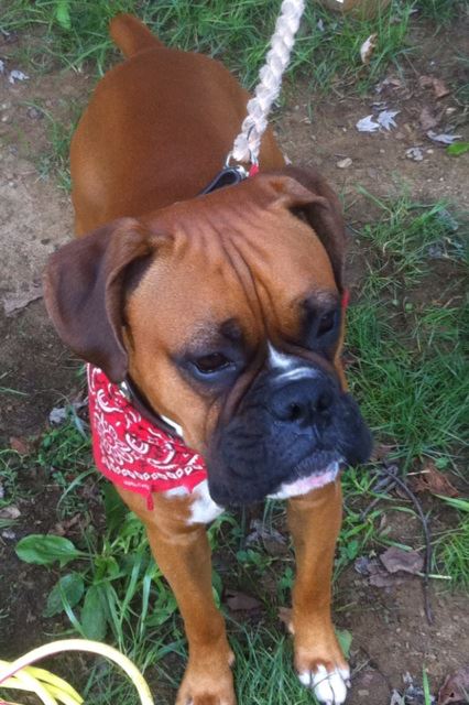 Grandview Ridge Boxers | Winfield WV