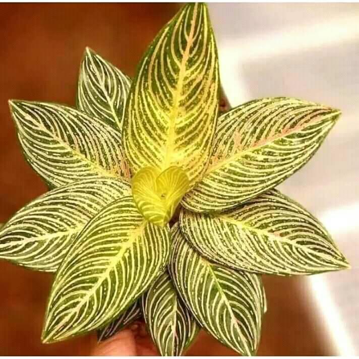 Azkia flowers
