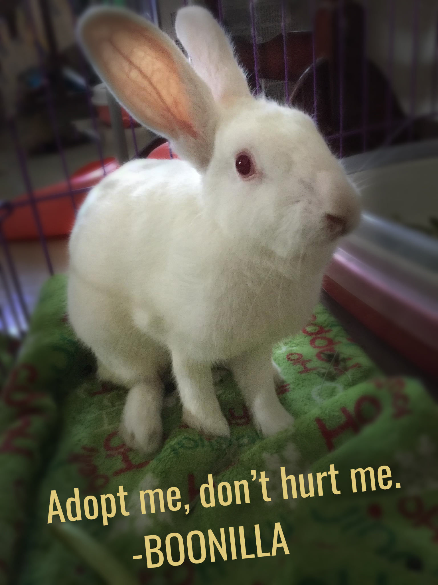 Meet Boonilla,... - Philippine Animal Welfare Society (PAWS)