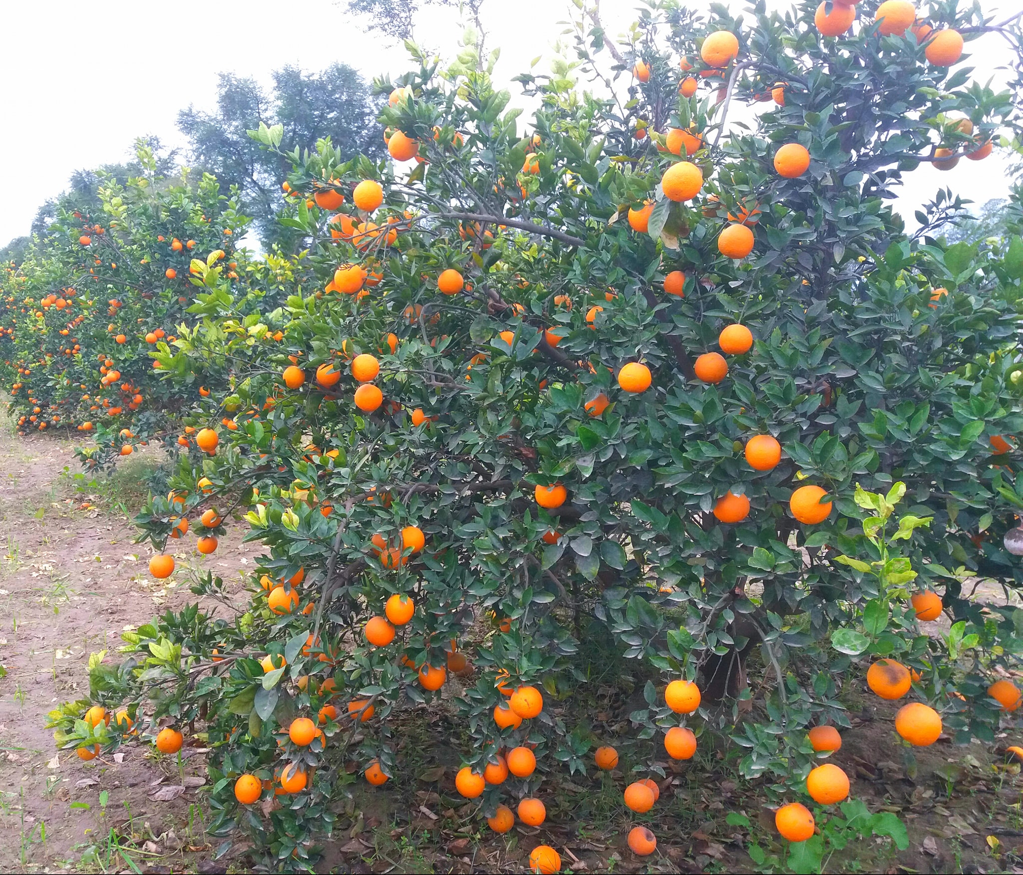 کپاس کی چھدرائی کا عمل جاری ۔ کاشت کار مہر کاشف کھیڑا ضلع لیہ قصبہ ...
