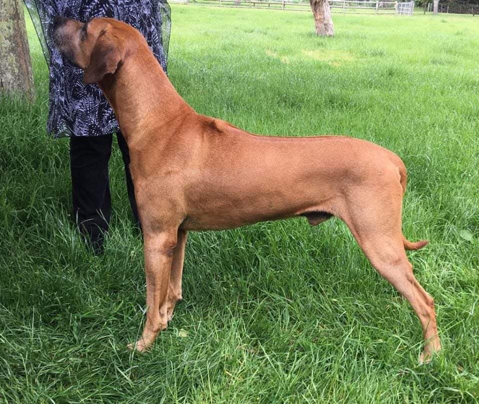 Panorama Ridgebacks | Masterton