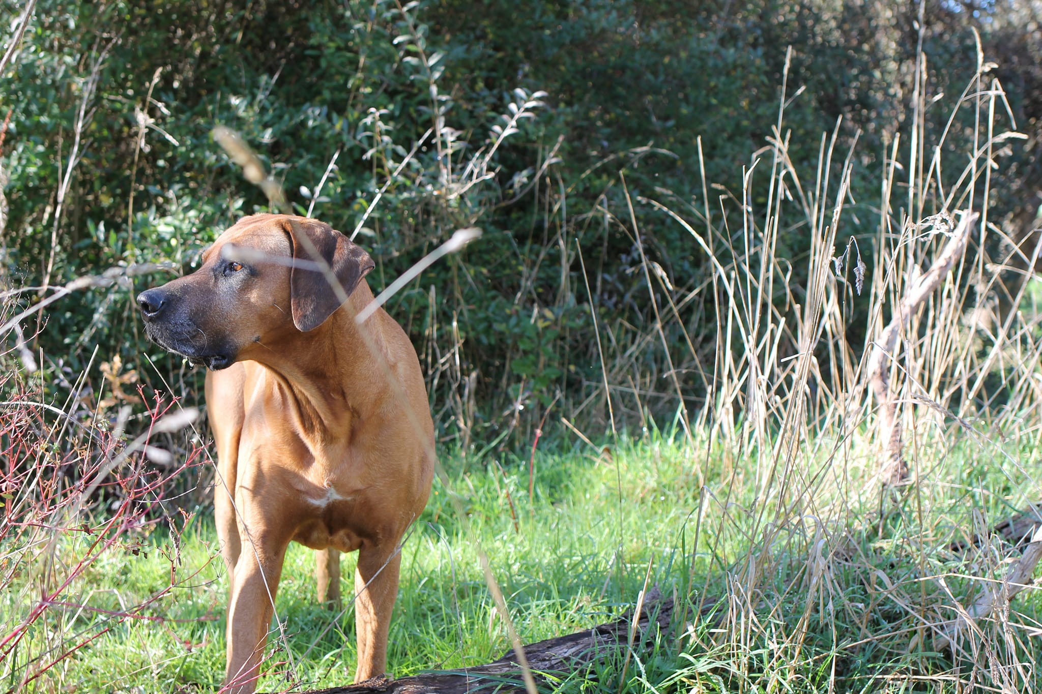 Panorama Ridgebacks | Masterton