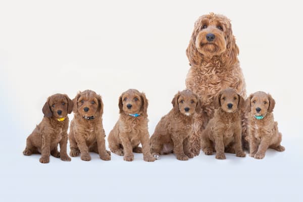 UpsideDown Australian Labradoodles - Het gras is altijd groener....aan ...