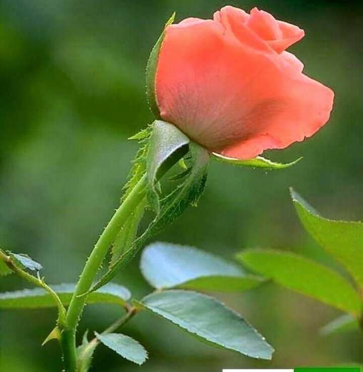 Keerthana S Rathinam