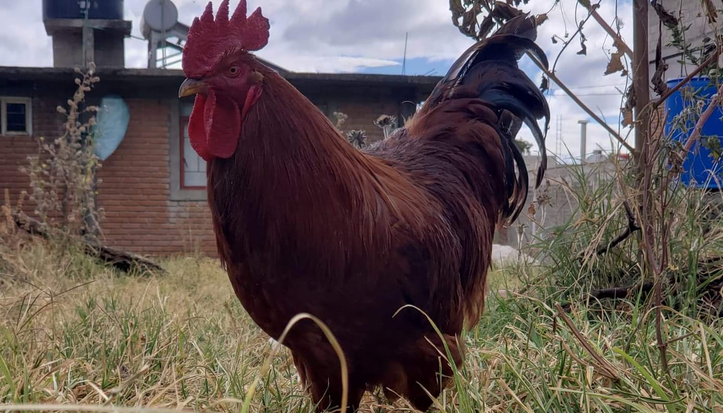 Granja Samot