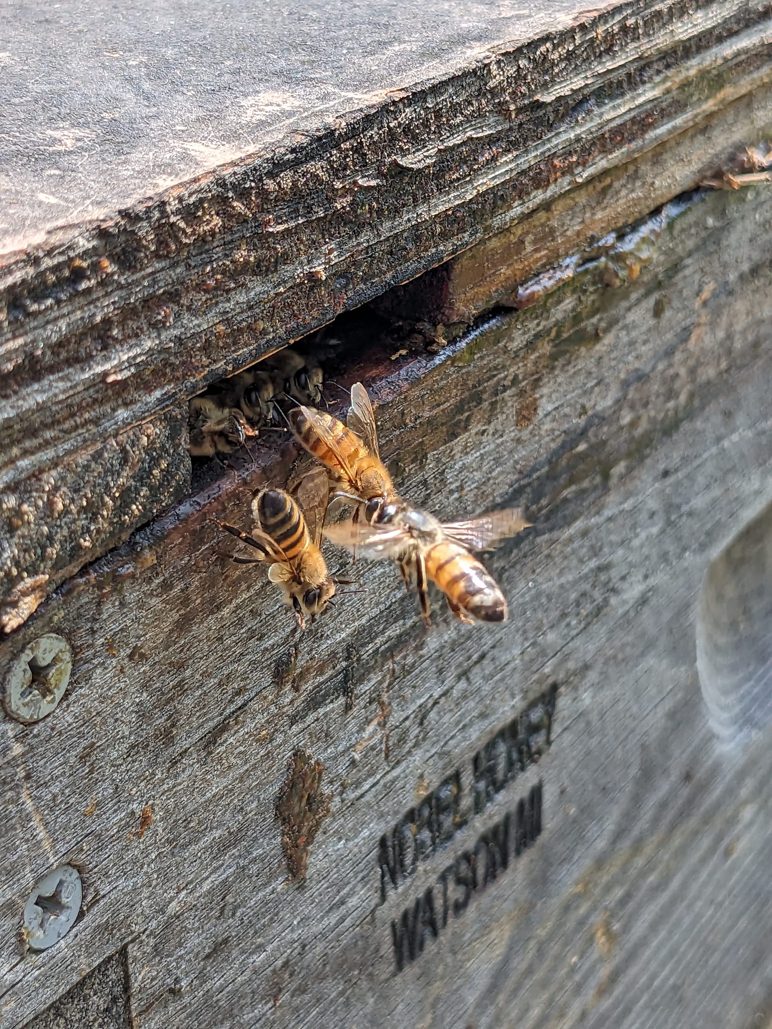 Land Of Honey Local Bee Products