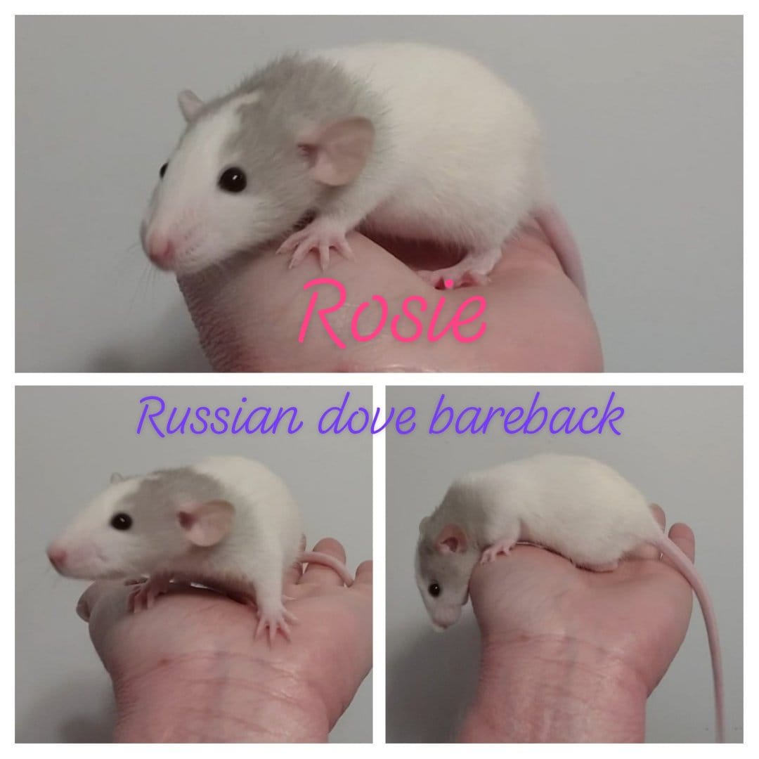 Tiny Toes and Tails Rattery... - Tiny Toes and Tails Rattery