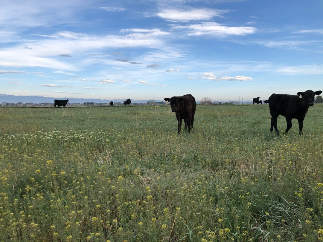 Meade Ranch